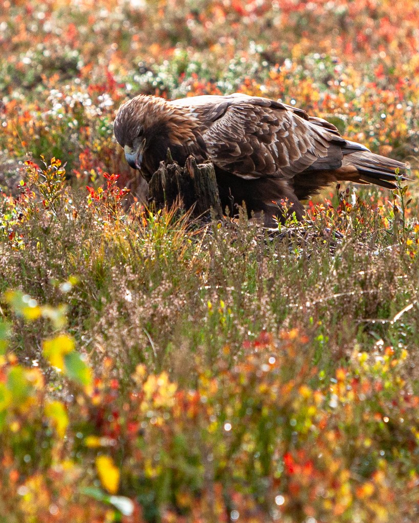 Majestic Golden Eagle in the breathtaking tapestry of autumn hues, where the plants were shining with warm oranges, fiery reds, and golden yellows. Kuusamo @copyright Minna Jacobson