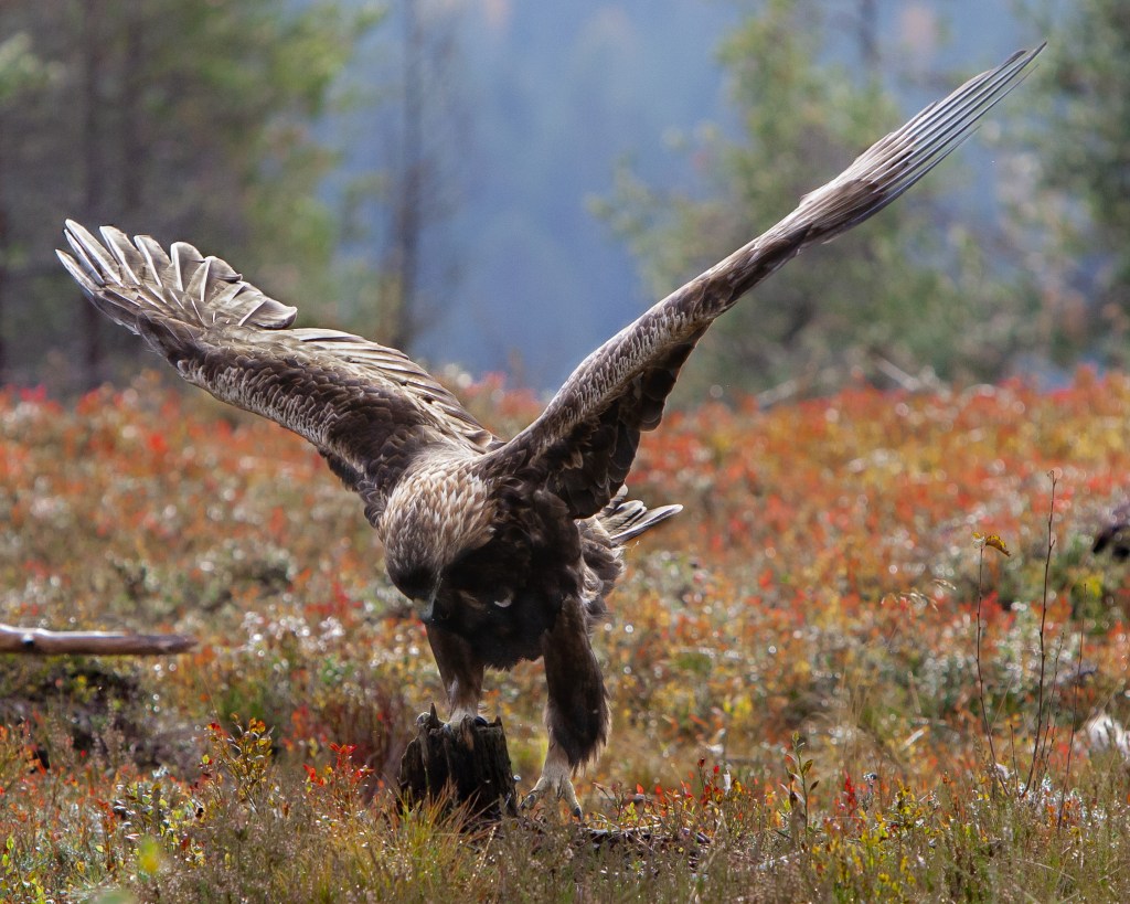 Golden Eagle landing to eat, Kuusamo @Minna Jacobson