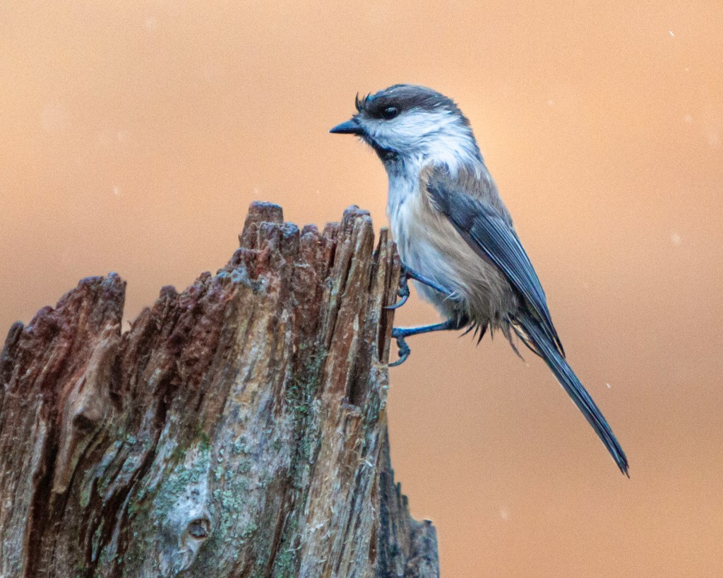 Siberian Tit in Kuusamo, Finland. Wet Siberian tit by the swamp. 22.9.2023 Minna Jacobson