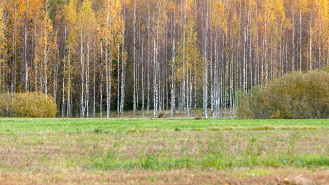 white - tailed deer, birch, autumn colors, Lohja Finland, @Minna Jacobson