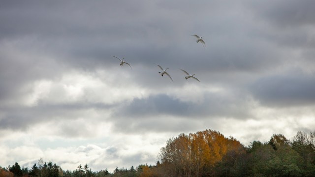 Swans in the sky, laulujoutsenet, Finland, Suomi @Minna Jacobson