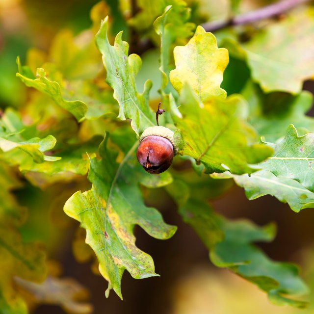 Acorn, Finland, Lohja @Minna Jacobson