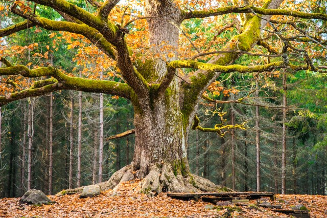 Paavolan tammi, oak tree, beautiful tree, old tree, Lohja Finland @Minna Jacobson