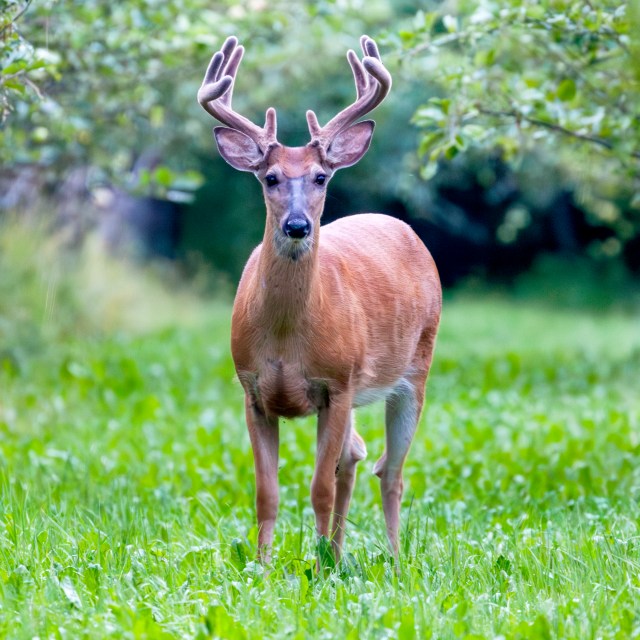 Male white-tailed deer in apple tree orchard in Lohja, July 2021, Finland @Minna Jacobson non-native species