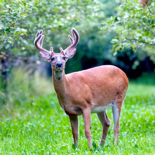 Male white-tailed deer in apple tree orchard in Lohja, July 2021, Finland @Minna Jacobson non-native species