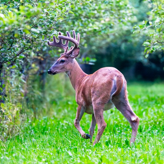 Male white-tailed deer in apple tree orchard in Lohja, July 2021, Finland @Minna Jacobson non-native species