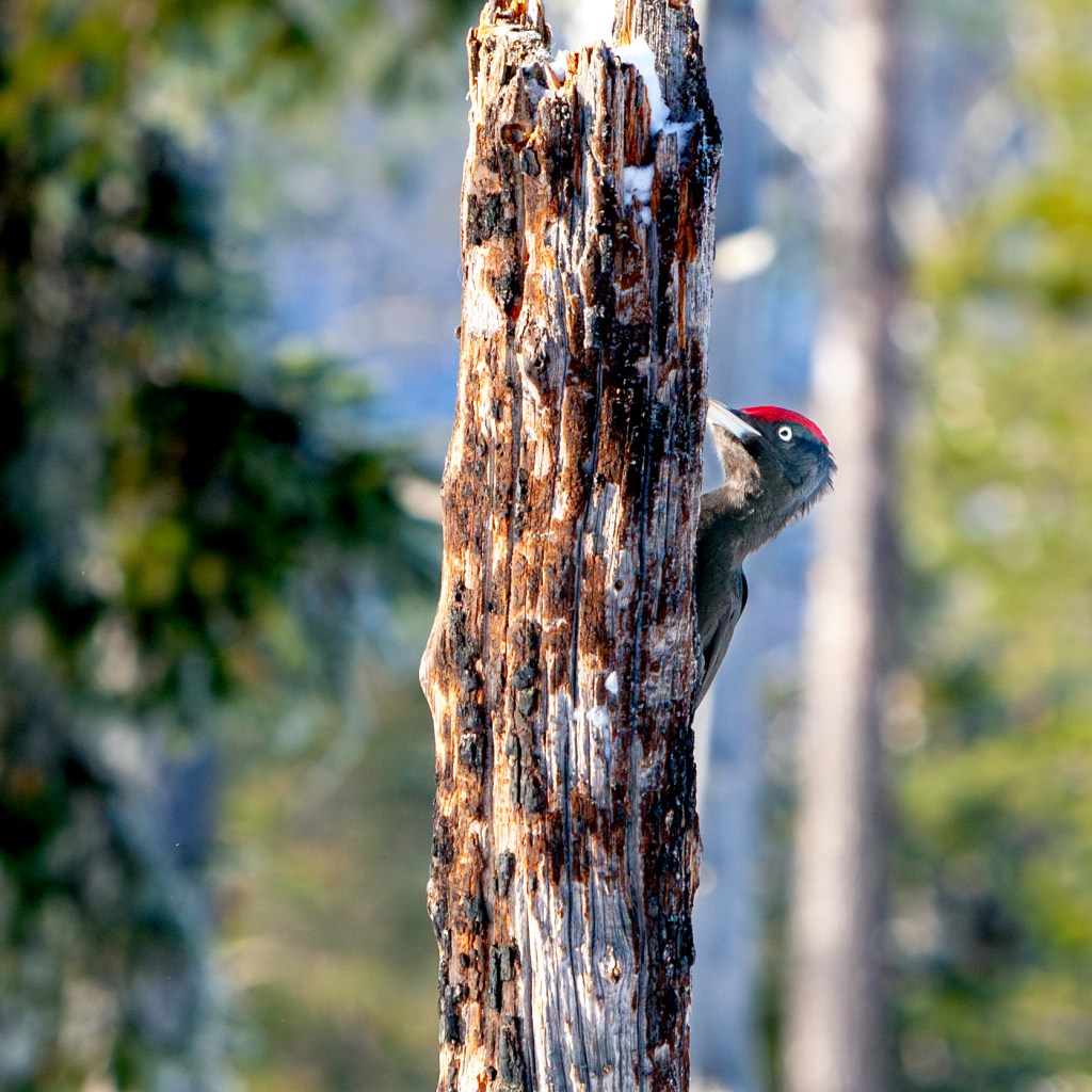 Male Black woodpecker, Kuusamo, Finland @Minna Jacobson