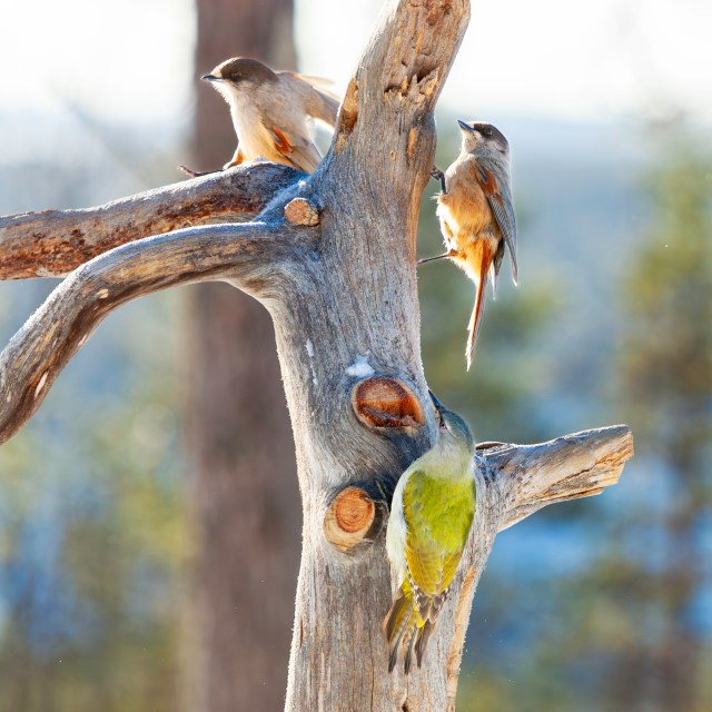 Female Grey-headed woodpecker with two Siperian Jays in winter feeding place in Kuusamo, Finland @Minna Jacobson