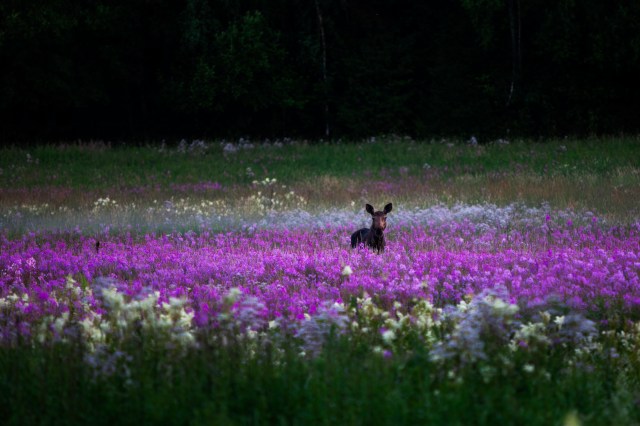 Mother moose with it's calf in the fireweed field, Lohja, Suomi, Finland, hirvi, vasa, maitohorsma, kesä @Minna Jacobson