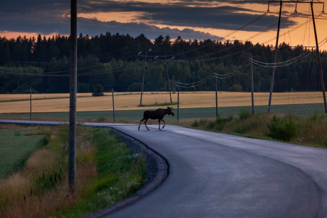 Bull moose grossing the road, uros hirvi, kesä, keskikesä, hirvi ylittää tien, Lohja, Suomi, Finland. @Minna Jacobson
