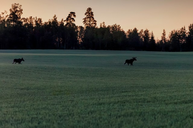 Bull and cow moose in the wheat field, uros hirvi, naaras hirvi, kesä, keskikesä, hirvi pellolla, Lohja, Suomi, Finland @Minna Jacobson