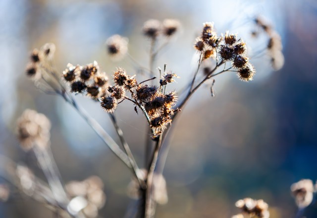A burdock bush that gleamed beautifully in the sunlight. Finland. October, Autumn. @Minna Jacobson