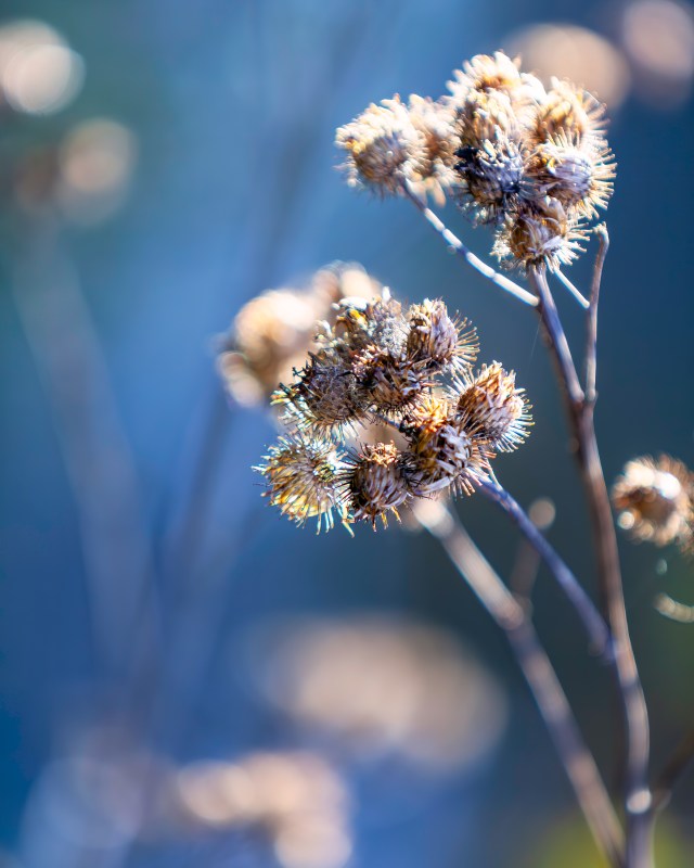 A burdock bush that gleamed beautifully in the sunlight. Finland. October, Autumn. @Minna Jacobson