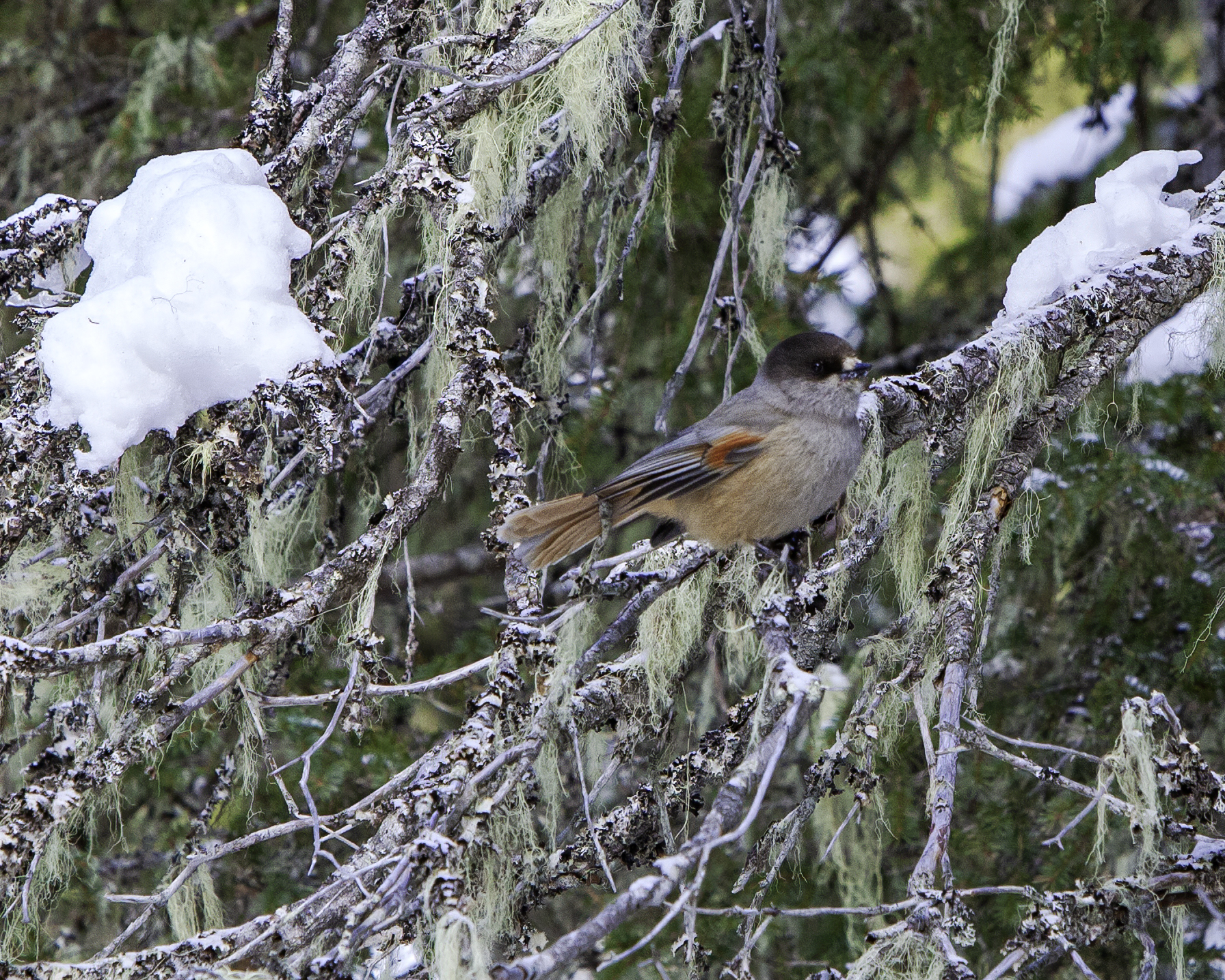 Whispers of the Taiga: The Enchanting World of Siberian Jays