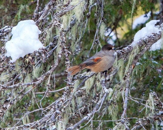 Kuukkeli, Siberian Jay, fearless and sympathetic, Kuusamo, Finland, Suomi, linnut, Kuusamonaturephotography @Minna Jacobson