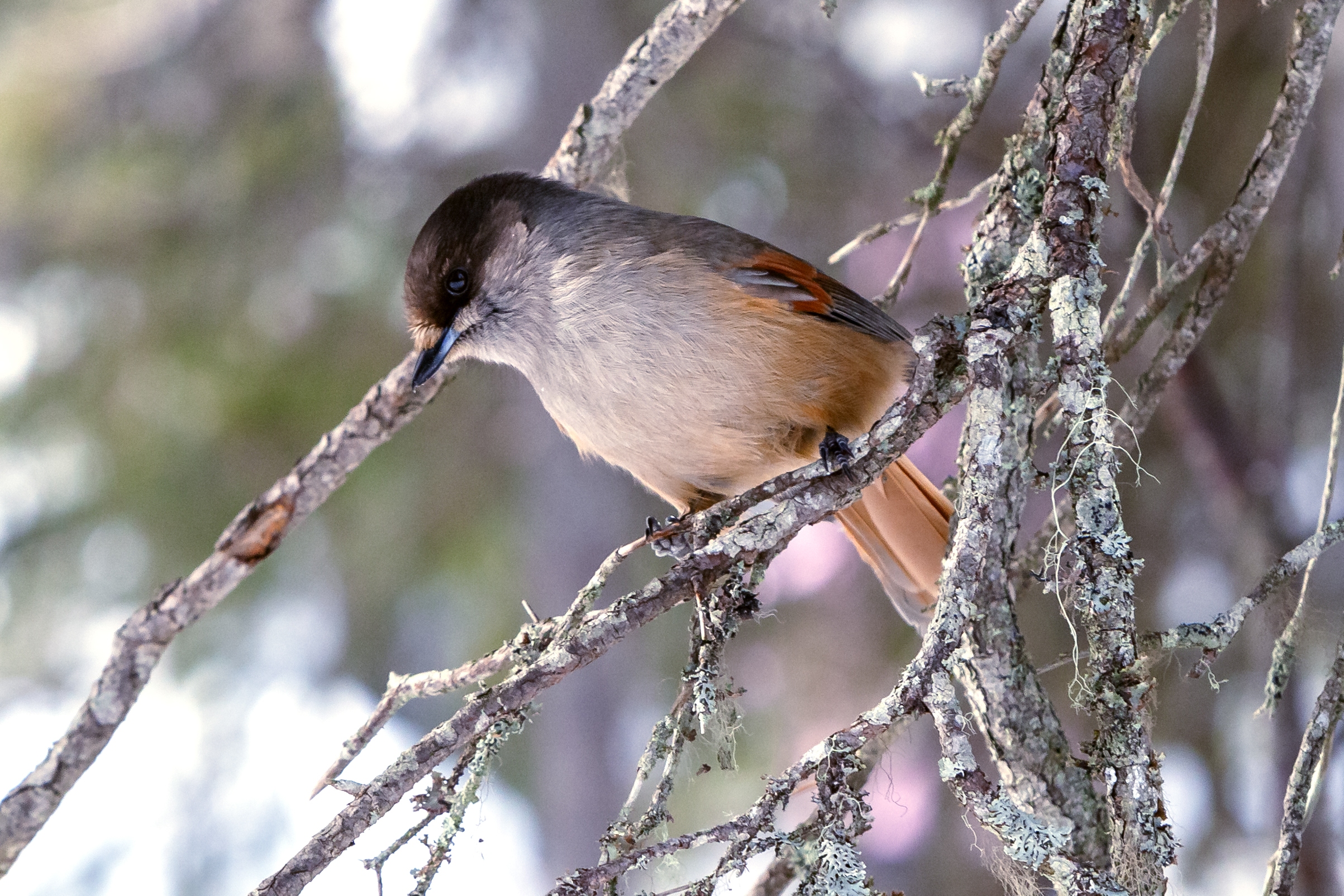 Whispers of the Taiga: The Enchanting World of Siberian Jays