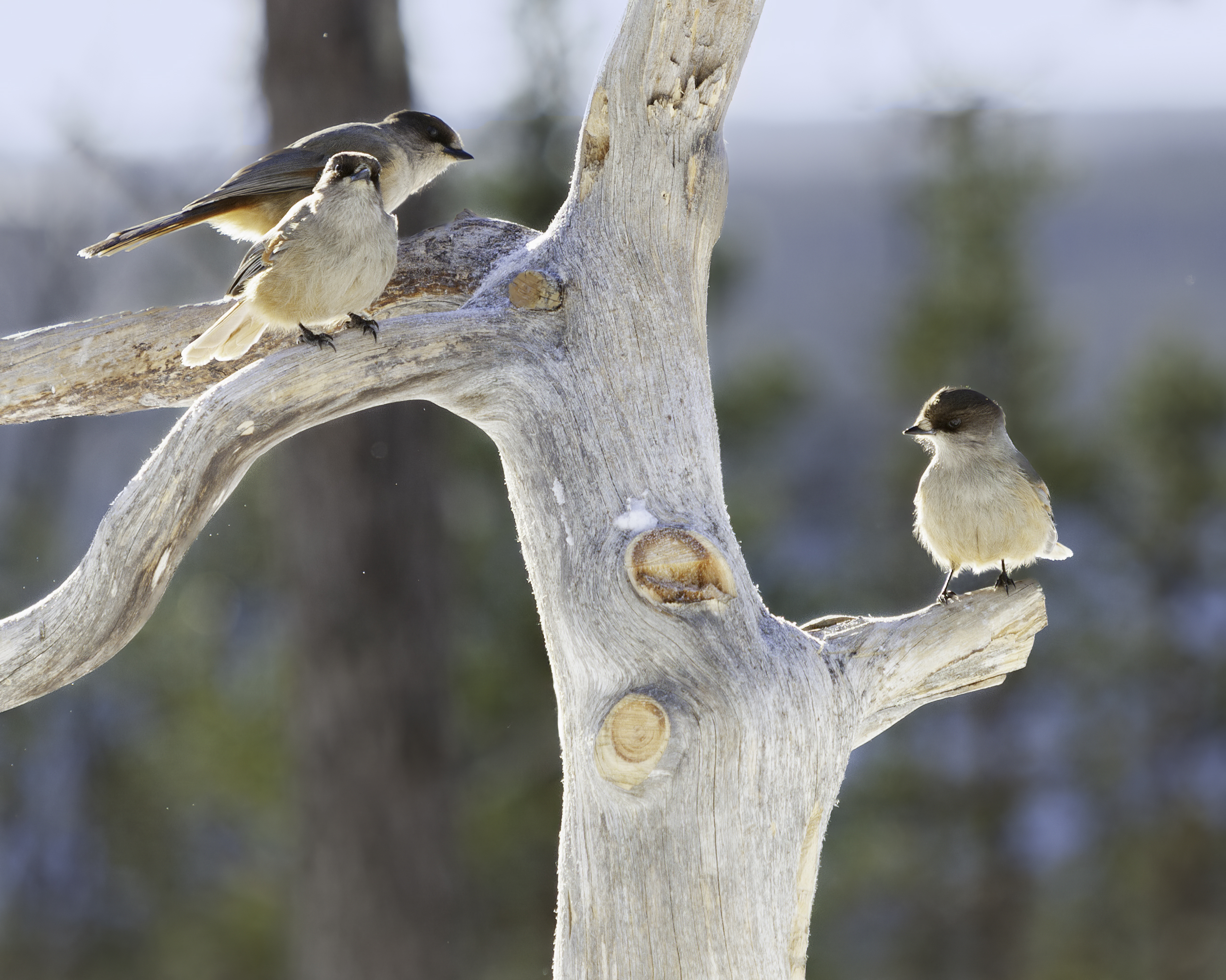 Whispers of the Taiga: The Enchanting World of Siberian Jays