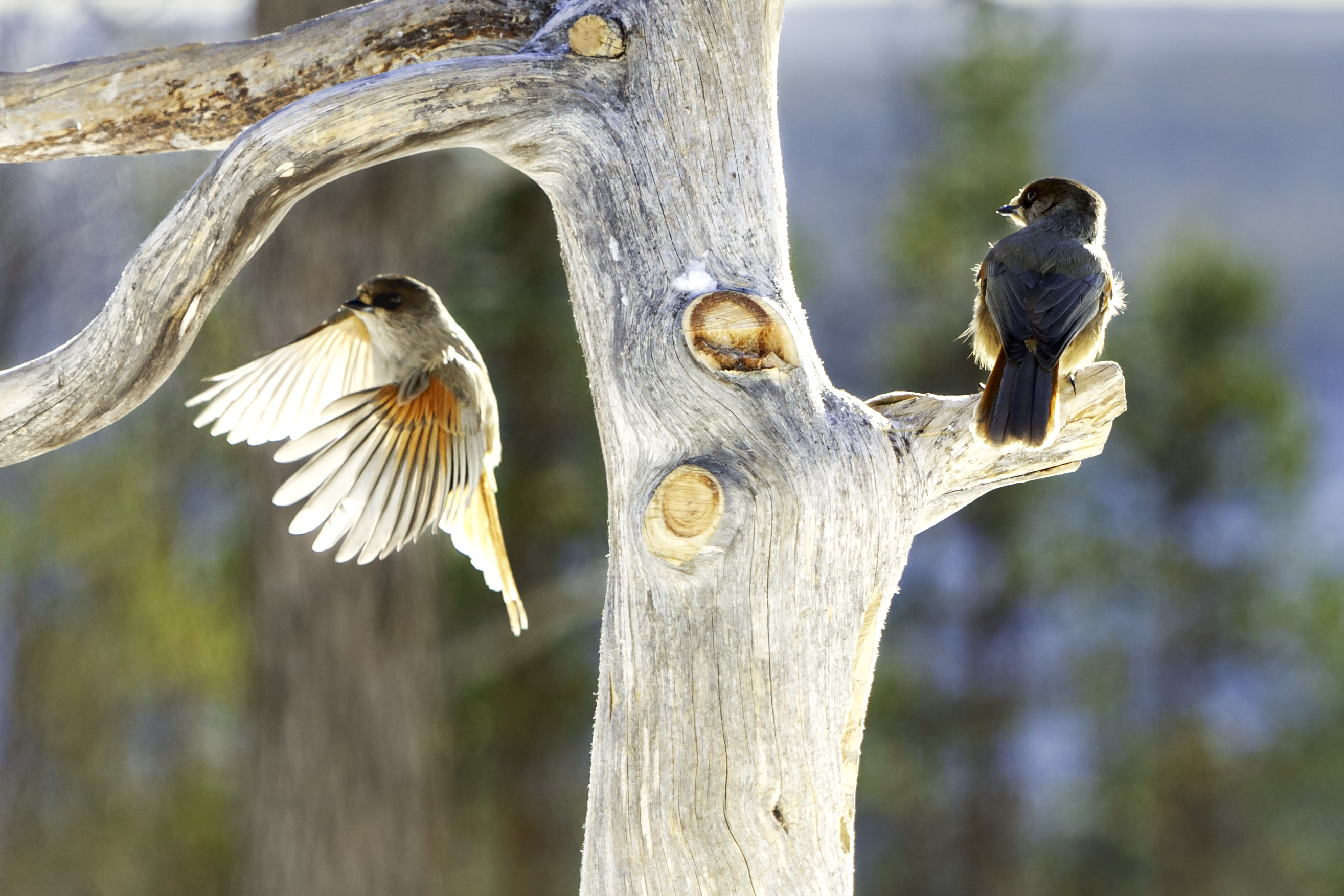 Whispers of the Taiga: The Enchanting World of Siberian Jays