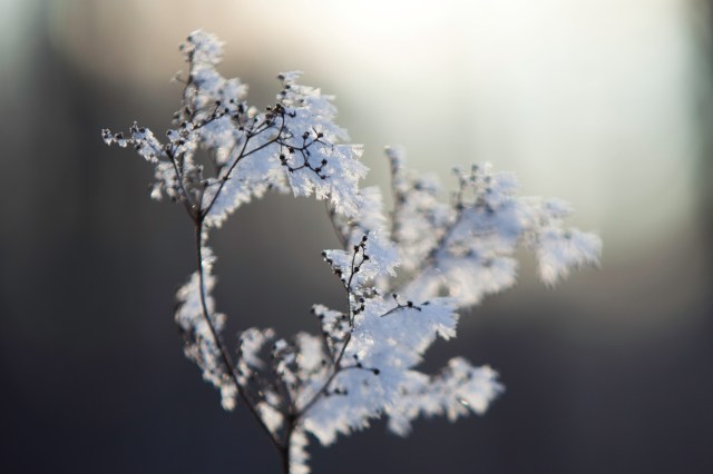 Frozen flower, bokeh, winter, freezing. snow, Finland @Minna Jacobson