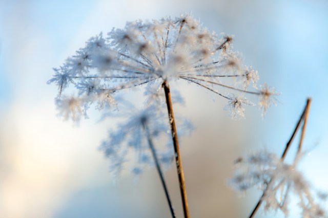 frozen flower, winter, blue and white @Minna Jacobson Finland