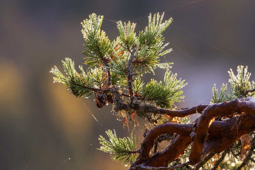 Pähkänänkallio Kuusamo, pine needles, water droplets, morning, sunrise, Finland. Minna Jacobson copyright.
