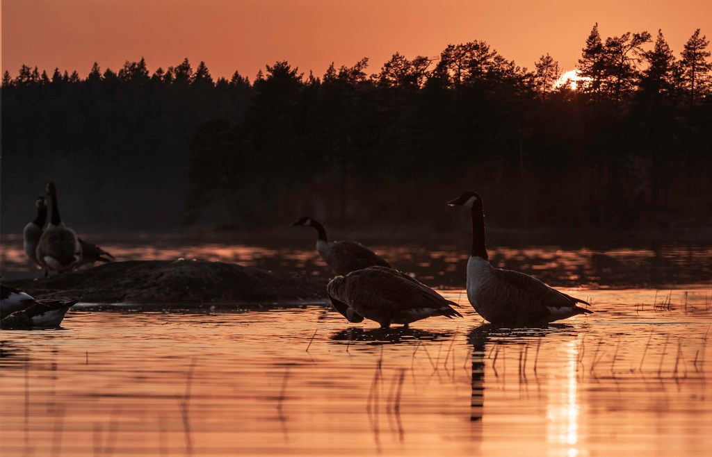 Canada geese, Backlight photo, Meikojärvi, Finland, copyright Minna Jacobson