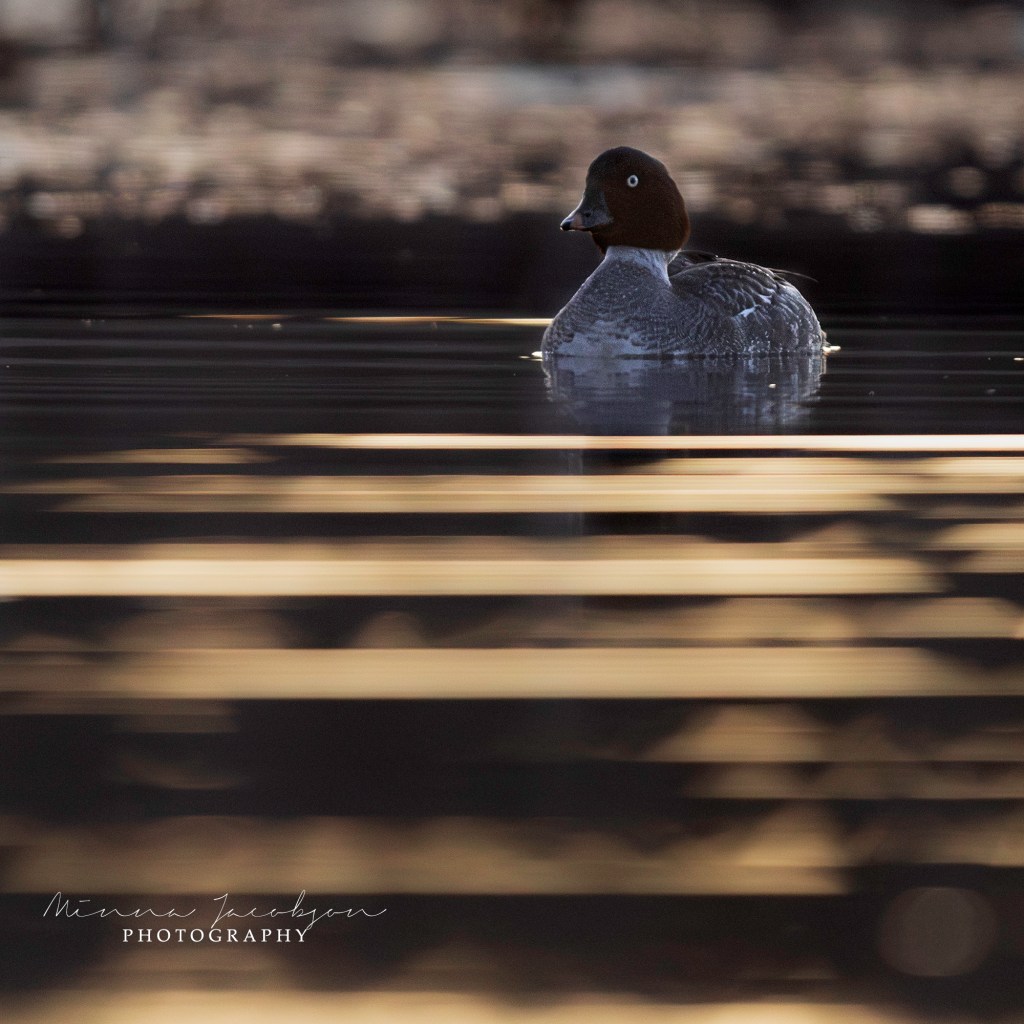 Goldeneye, Common Goldeney, female, Buchephala clangula, golden light, early April morning, Finland, copyright Minna Jacobson