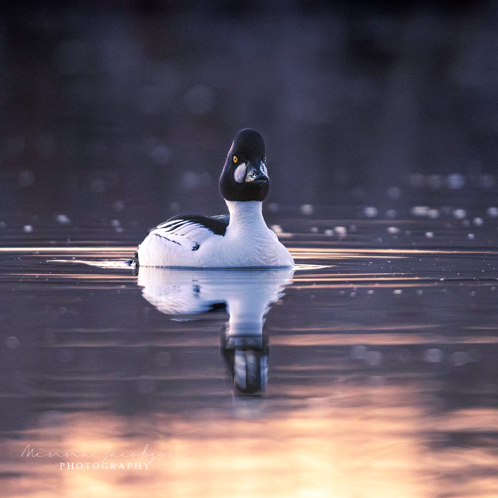 Goldeneye, Common Goldeney, male, Buchephala clangula, golden light, early April morning, Finland, copyright Minna Jacobson