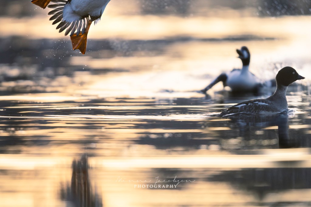 Goldeneye, Common Goldeney, male, female, courtship, rival male, Buchephala clangula, golden light, early April morning, Finland, copyright Minna Jacobson