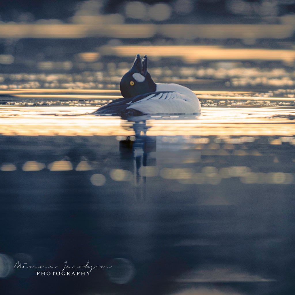 Goldeneye, Common Goldeney, male, courtship, Buchephala clangula, golden light, early April morning, Finland, copyright Minna Jacobson