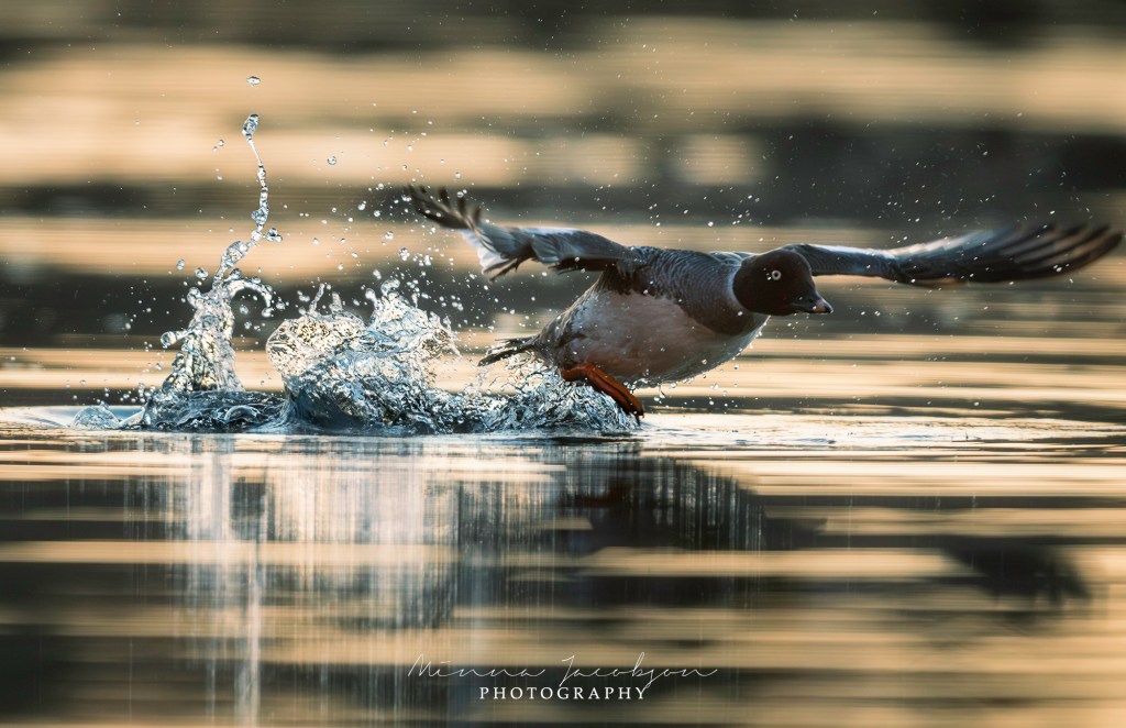 Take off, Goldeneye, Common Goldeney, male, Buchephala clangula, golden light, early April morning, Finland, copyright Minna Jacobson