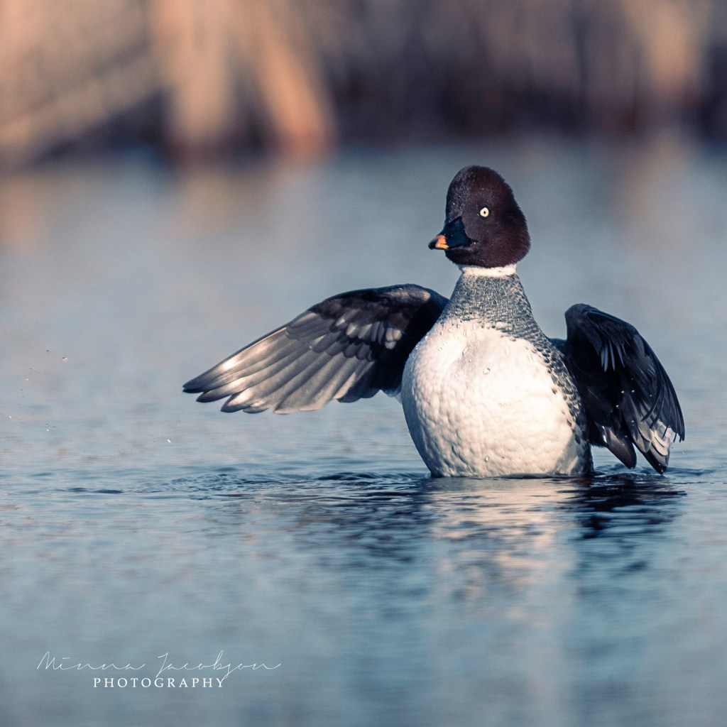 Goldeneye, Common Goldeney, female, Buchephala clangula, golden light, early April, Finland, copyright Minna Jacobson