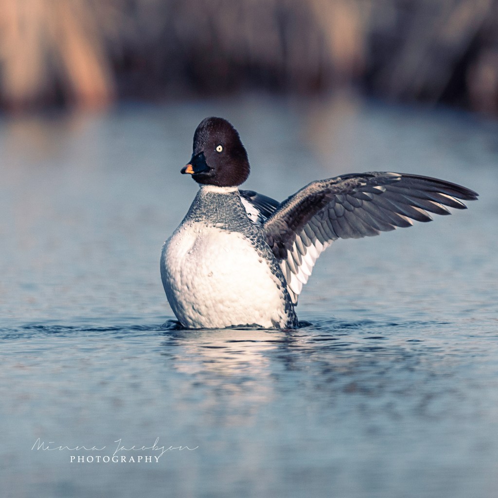 Goldeneye, Common Goldeney, female, Buchephala clangula, golden light, early April, Finland, copyright Minna Jacobson