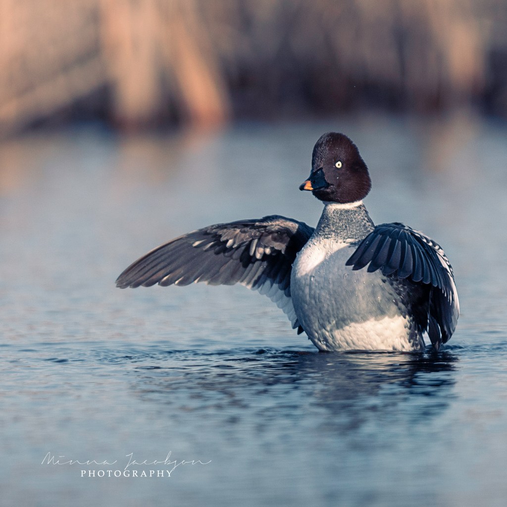 Goldeneye, Common Goldeney, female, Buchephala clangula, golden light, early April, Finland, copyright Minna Jacobson