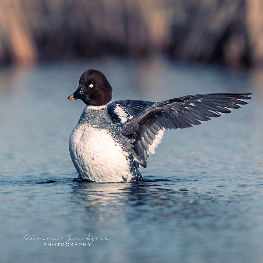 Goldeneye, Common Goldeney, female, Buchephala clangula, golden light, early April, Finland, copyright Minna Jacobson