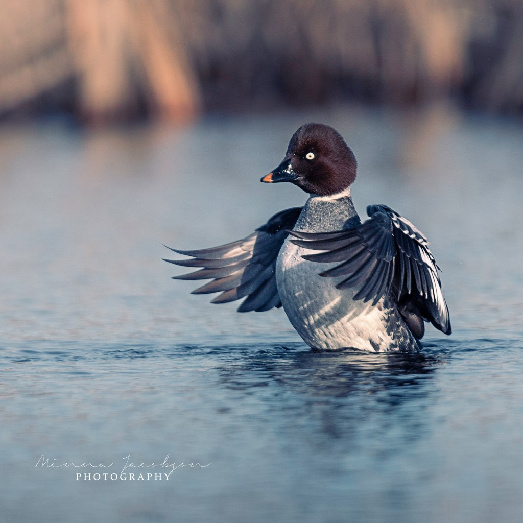 Goldeneye, Common Goldeney, female, Buchephala clangula, golden light, early April, Finland, copyright Minna Jacobson