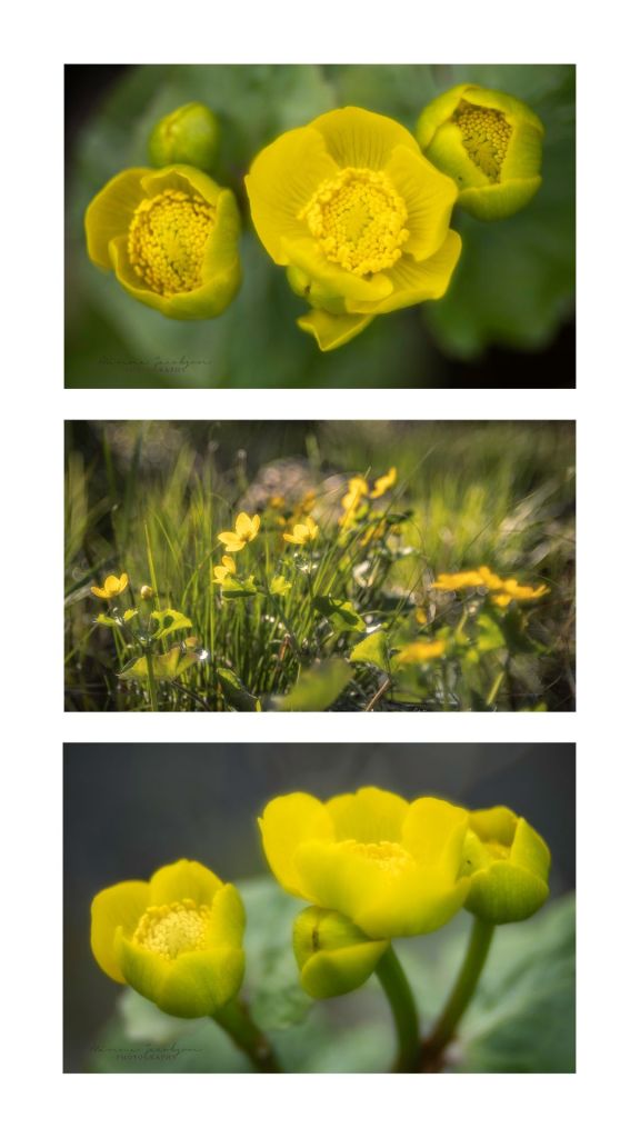 Trioplan photos. March marigolds. Finnish nature photos. Lohja, copyright Minna Jacobson