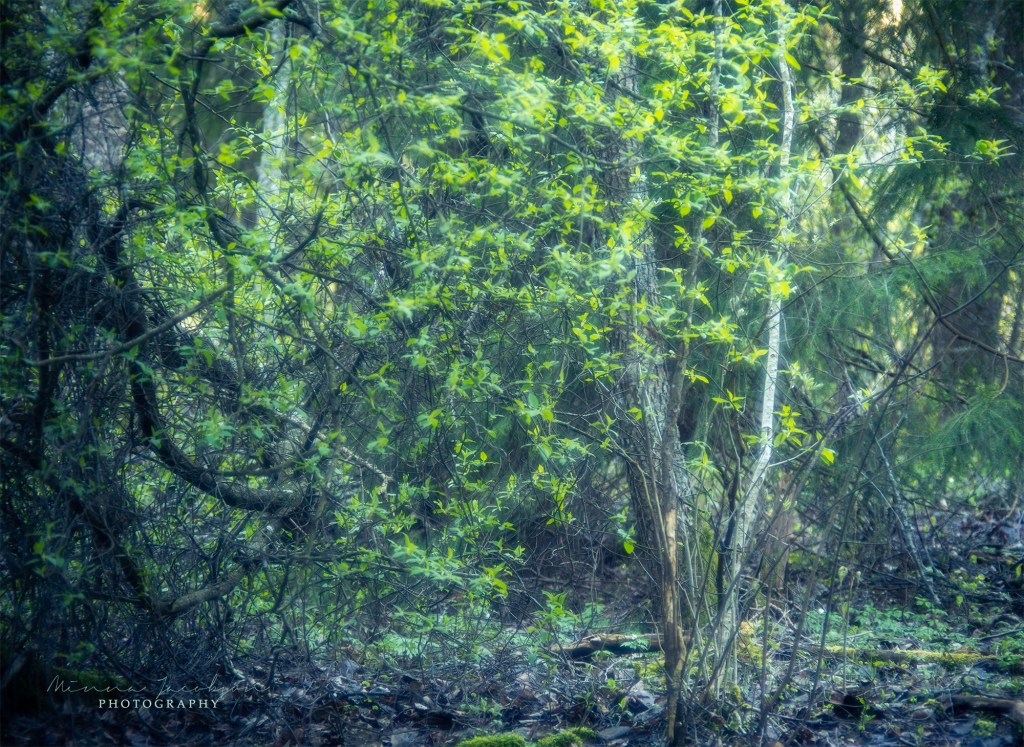 Trioplan photos. Finnish nature photos. Lohja, copyright Minna Jacobson