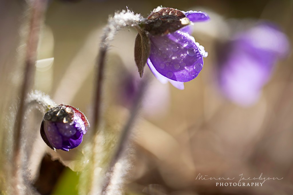 Helios lens, soft, dreamy look. Liverleaf. Spring photography. Finnish nature photos. Copyright Minna Jacobson. Lohja. 