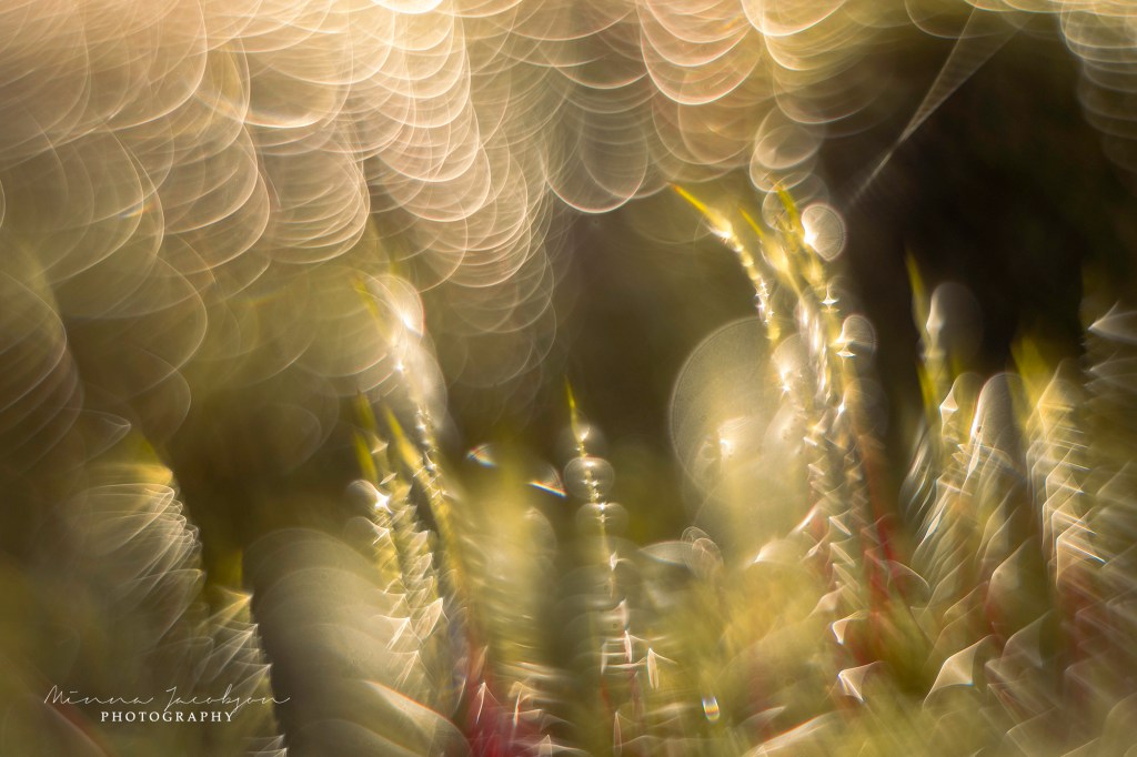 Helios lens, soft, dreamy look. Moss, water dropplets, sun. Spring photography. Finnish nature photos. Copyright Minna Jacobson. Lohja. 