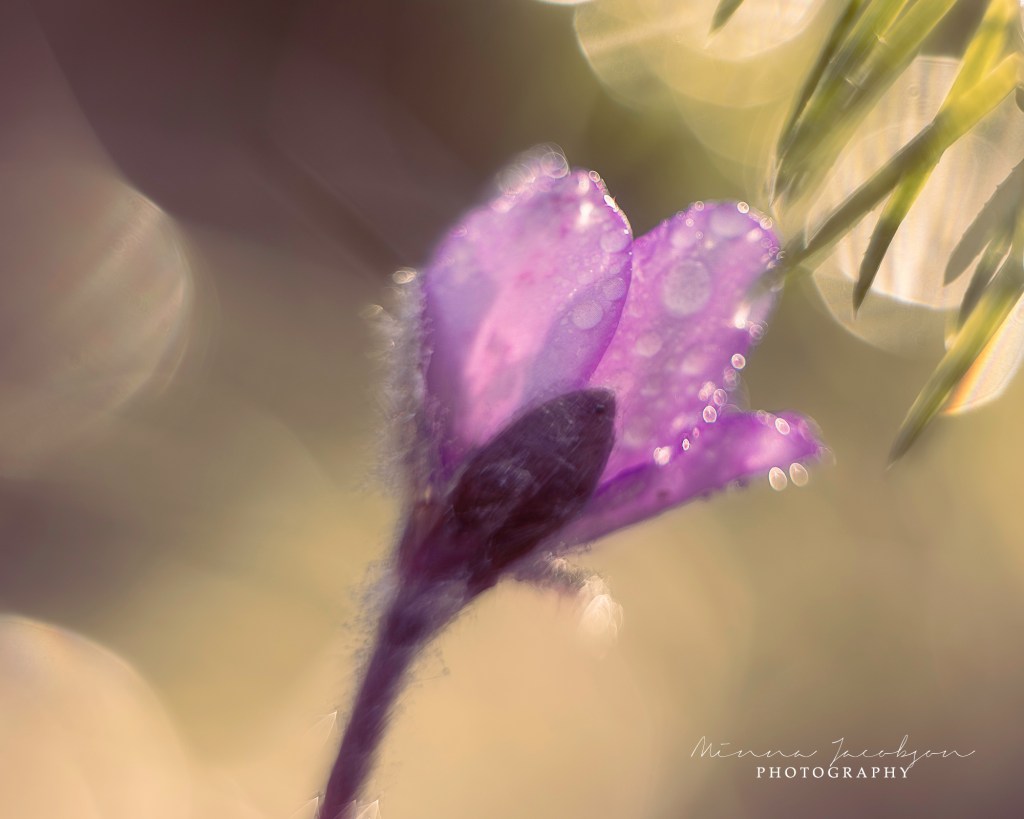 Helios lens, soft, dreamy look. Liverleaf. Spring photography. Finnish nature photos. Copyright Minna Jacobson. Lohja. 