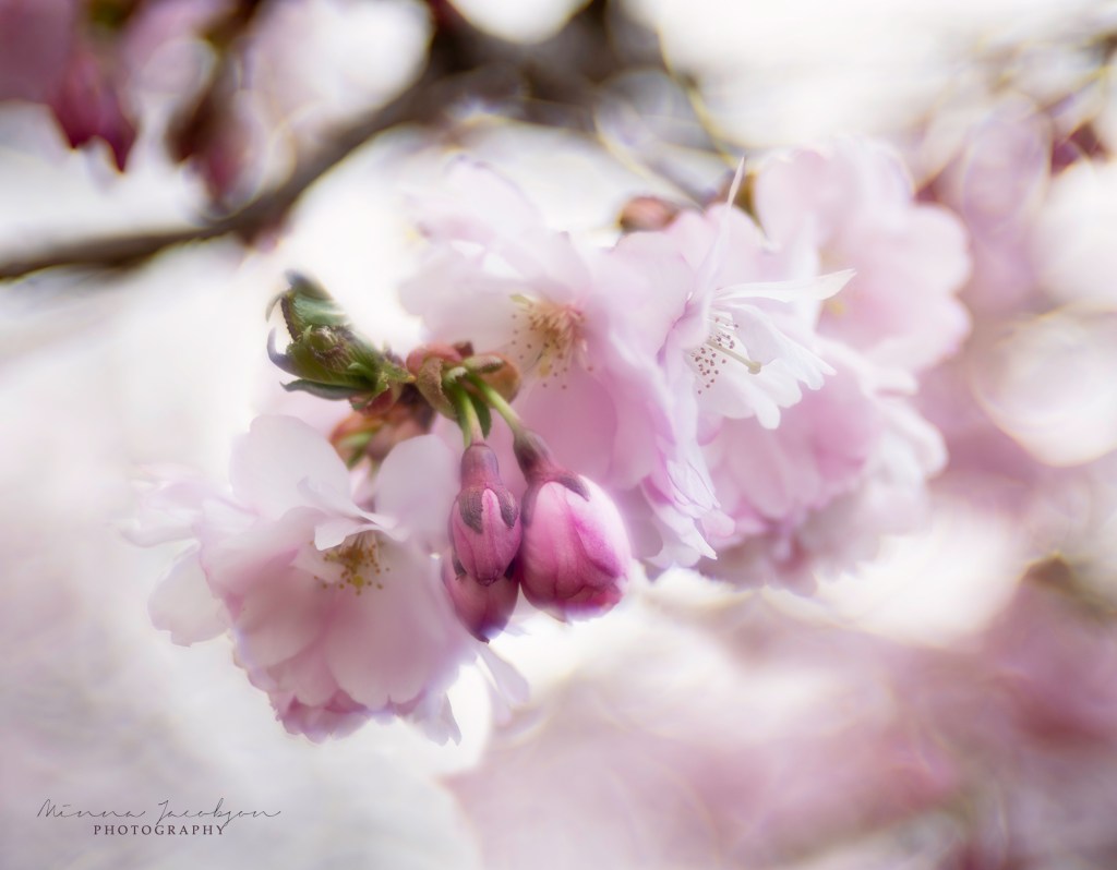 Trioplan photos. Cherry blossom. Roihuvuori, Finland. Finnish nature  photos. Copyright Minna Jacobson. 