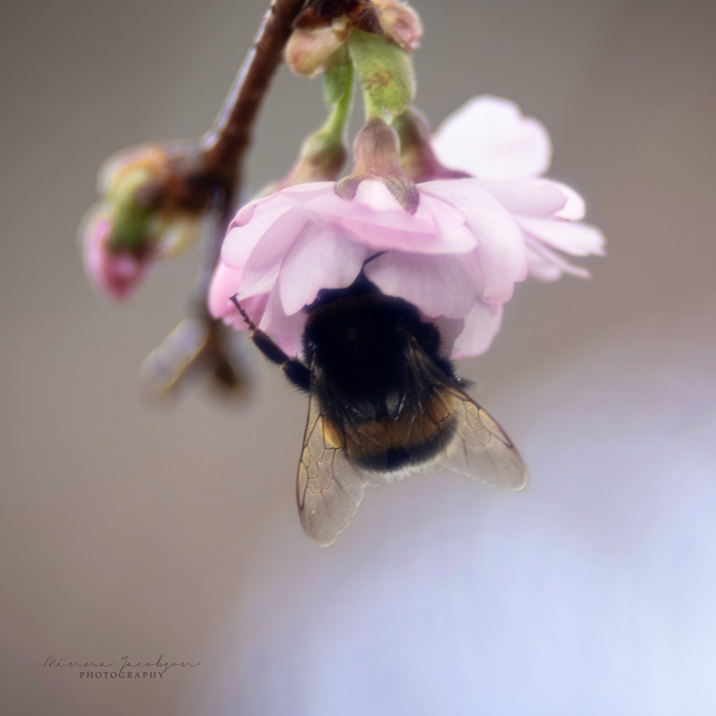 Trioplan photos. Cherry blossom. Roihuvuori, Finland. Finnish nature  photos. Copyright Minna Jacobson. 