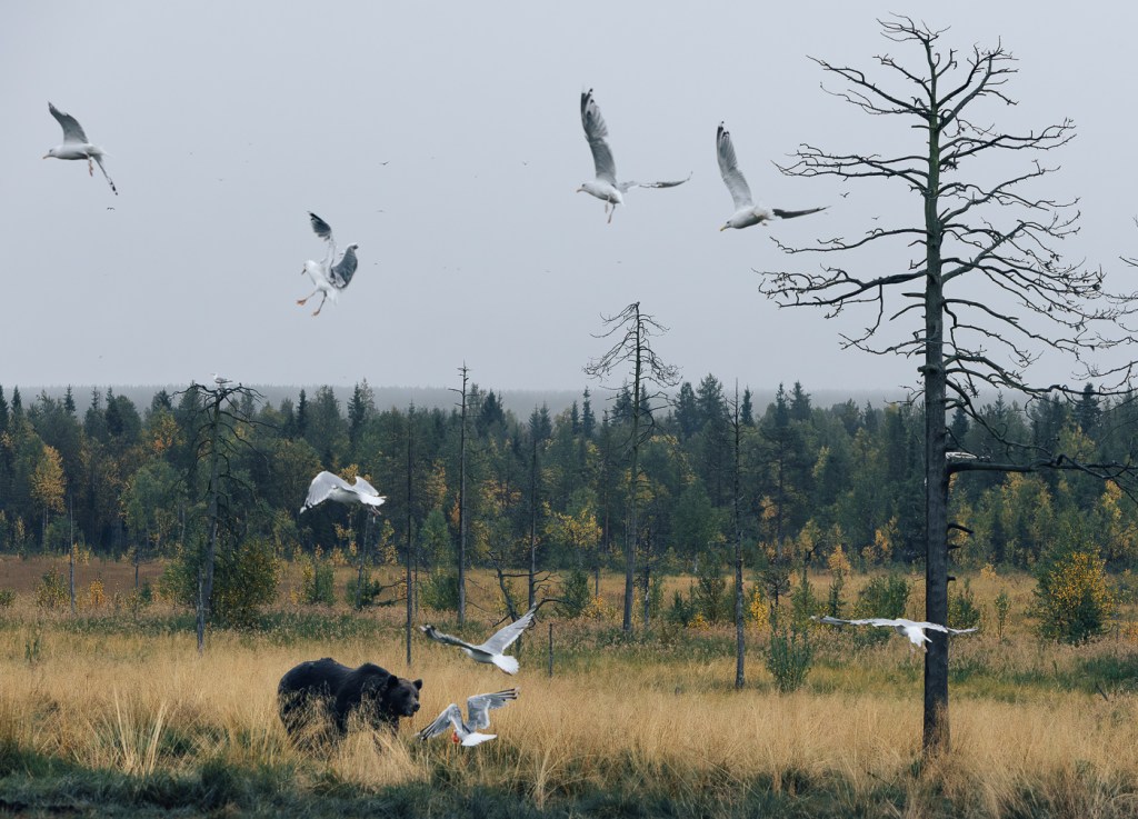 Taiga bear Kuusamo, Kuusamo, brown bear, bear, copyright Minna Jacobson