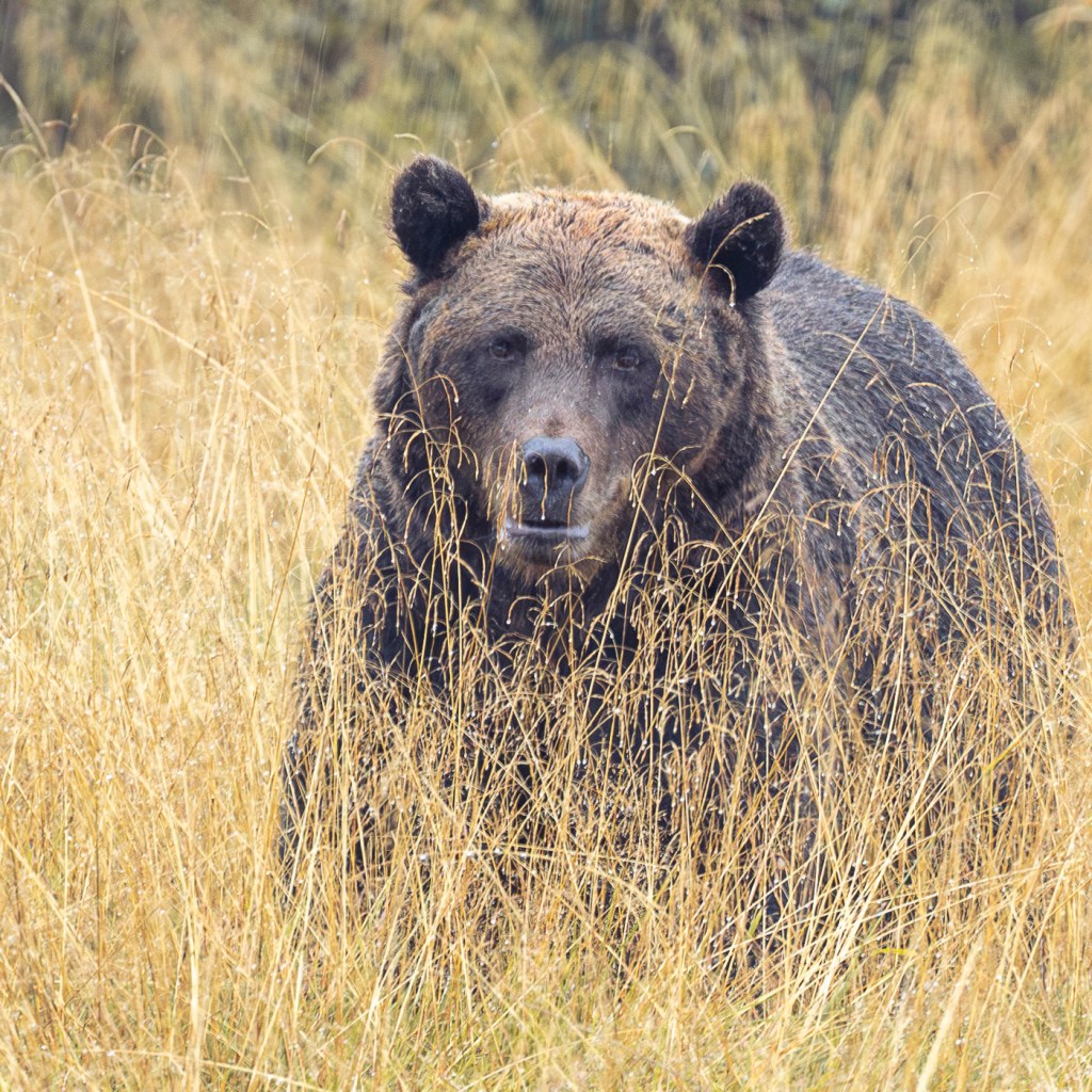 Taiga bear Kuusamo, Kuusamo, brown bear, bear, copyright Minna Jacobson