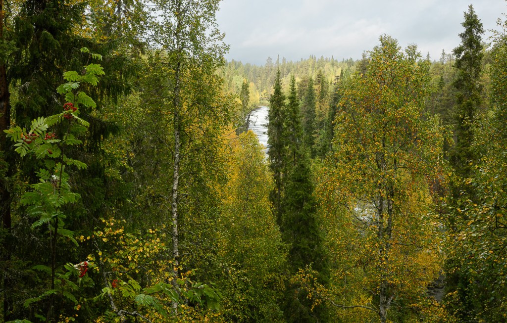 Kitka river, kitkajoki, Kuusamo, Oulanka National park, Small bear trail. Copyright Minna Jacobson