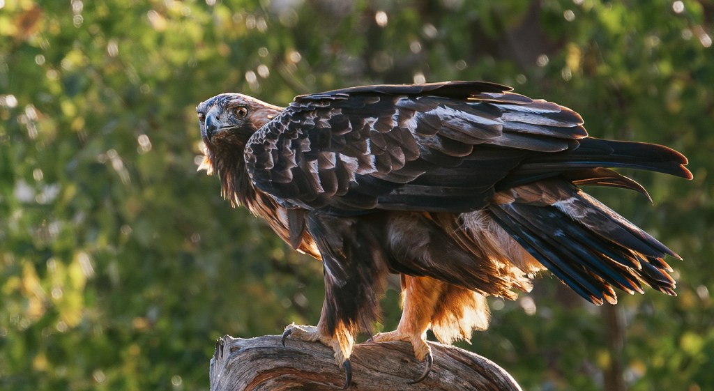 Golden eagle, male, Kuusamon nature photography, copyright Minna Jacobson, Kuusamo