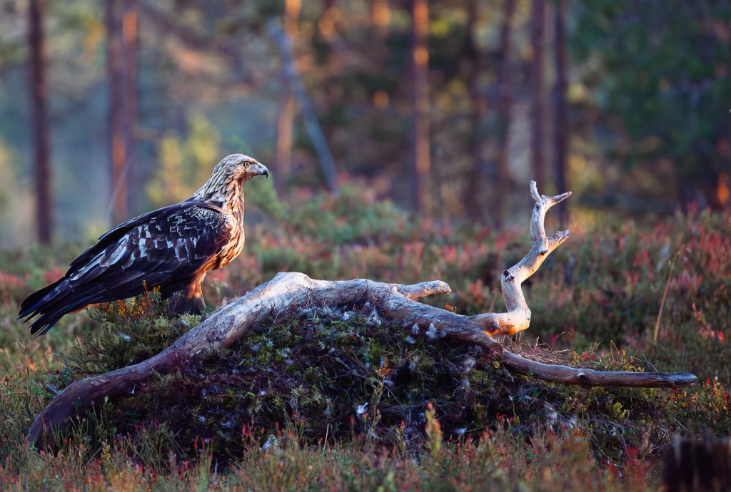 Golden eagle, male, Kuusamon nature photography, copyright Minna Jacobson
