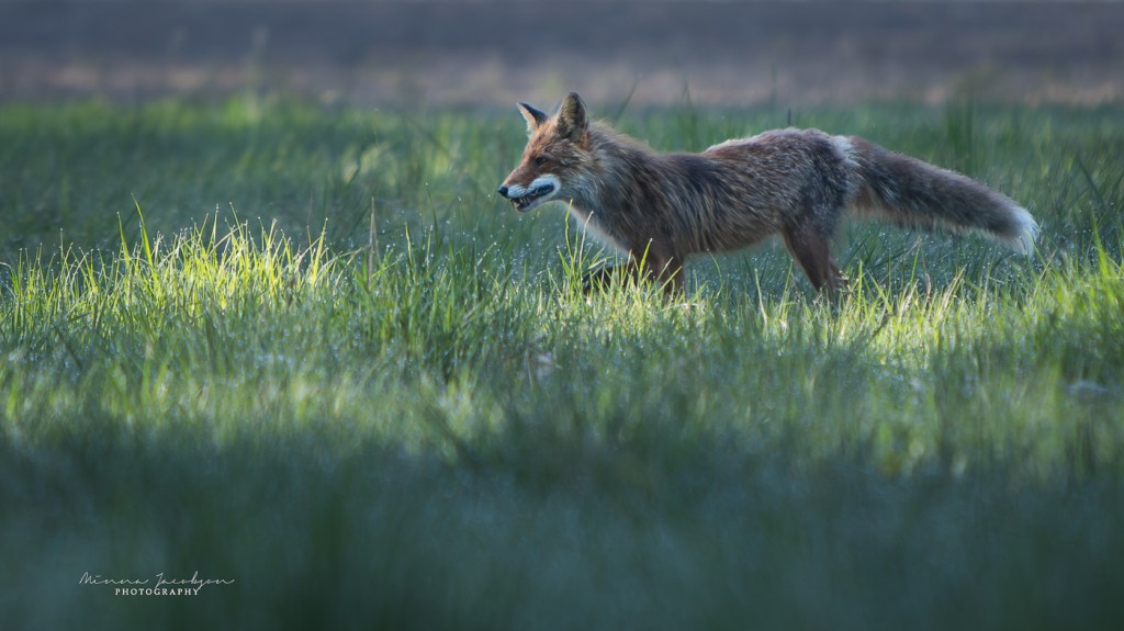 Fox, vulpes vulpes, Finnish nature, wildlife photography, copyright Minna Jacobson, Lohja, Finland. 