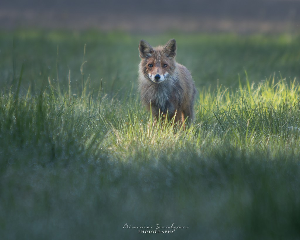 Fox, vulpes vulpes, Finnish nature, wildlife photography, copyright Minna Jacobson, Lohja, Finland. 